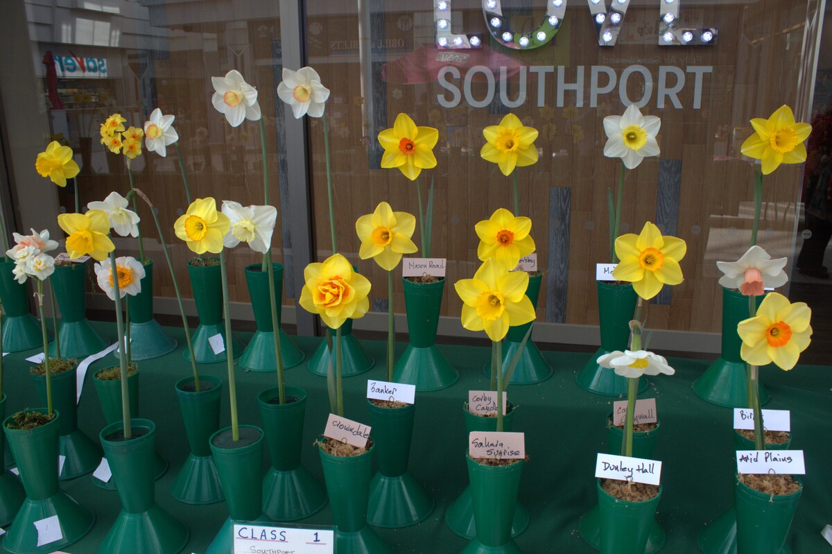 Spring Show 2026 Southport Daffodil Championship 6 blooms Class
